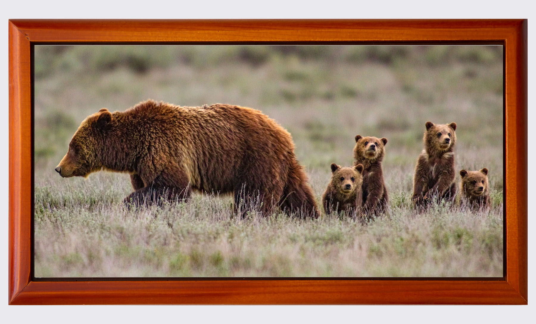 art gallery jackson hole