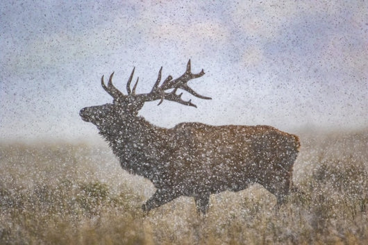 Blizzard Bull-Elk
